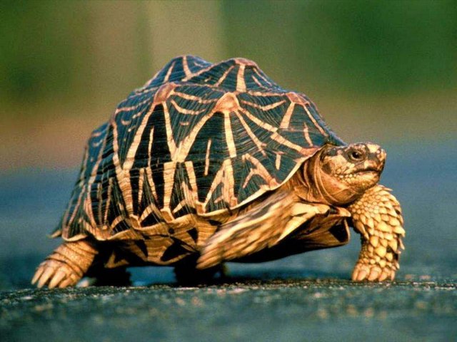 Все о черепахах в Екатеринбурге | ЗооТом портал о животных