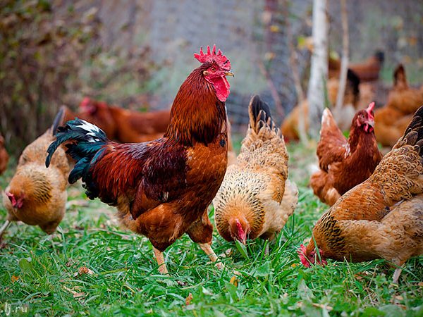 Породы куриц | ЗооТом - продажа, вязка и услуги для животных в Екатеринбурге