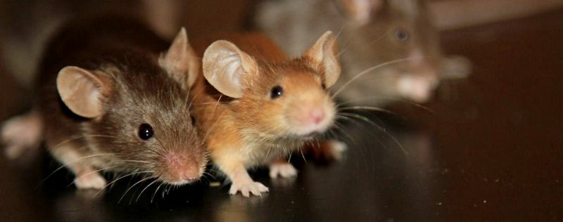 Все о мышах в Екатеринбурге | ЗооТом - продажа, вязка и услуги для животных в Екатеринбурге
