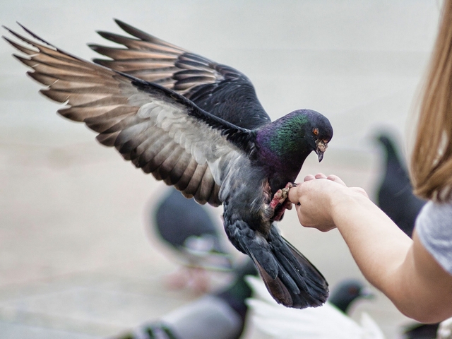 Все о голубях | ЗооТом - продажа, вязка и услуги для животных в Екатеринбурге