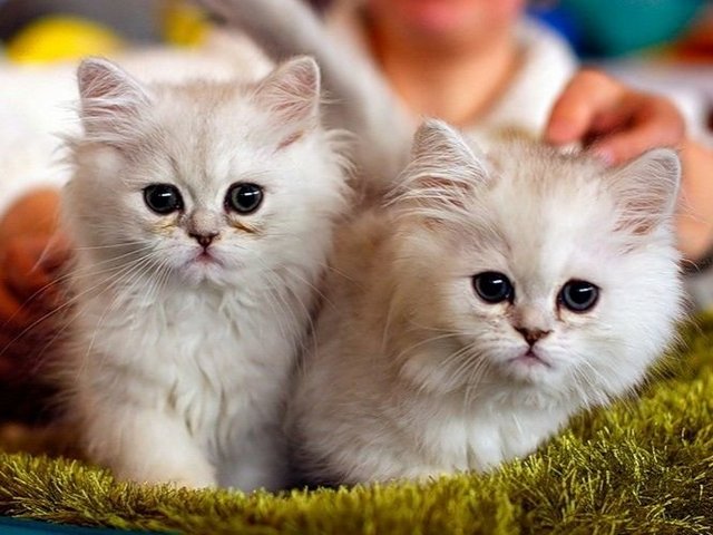 Породы кошек в Екатеринбурге | ЗооТом портал о животных