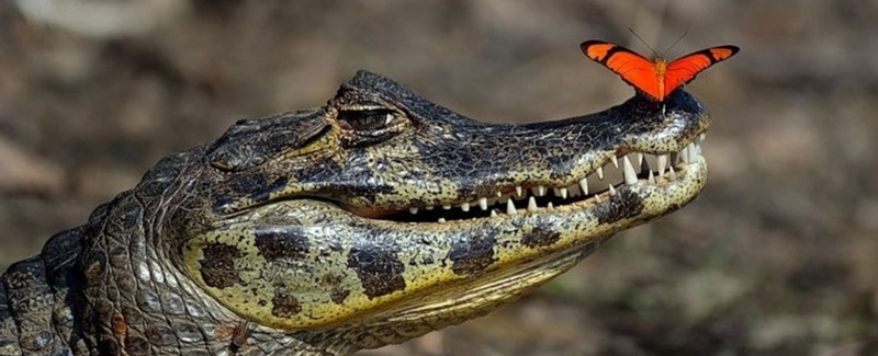 Все о крокодилах в Екатеринбурге | ЗооТом портал о животных