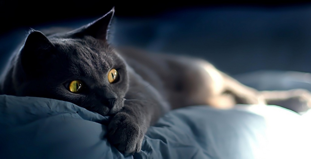 Объявления о кошках | ЗооТом - продажа, вязка и услуги для животных в Екатеринбурге