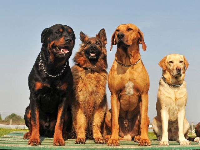 Крупные породы собак в Екатеринбурге | ЗооТом портал о животных